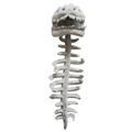 Dinosaur Skull Hoodie Halloween Funny Dinosaur Costume Plush T-Rex Bone Hoodie Drop